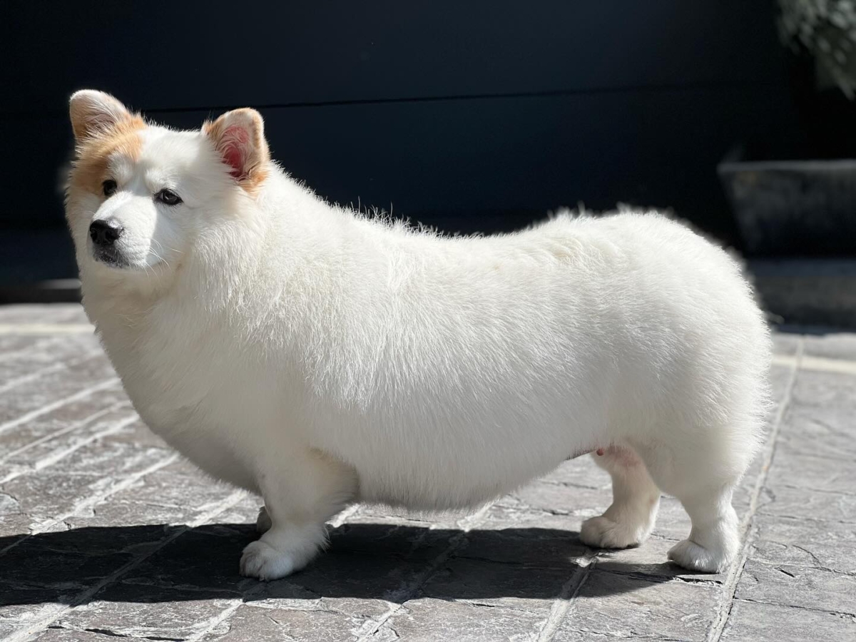 擁有5.6萬粉絲的泰國白色柯基「Meringue」