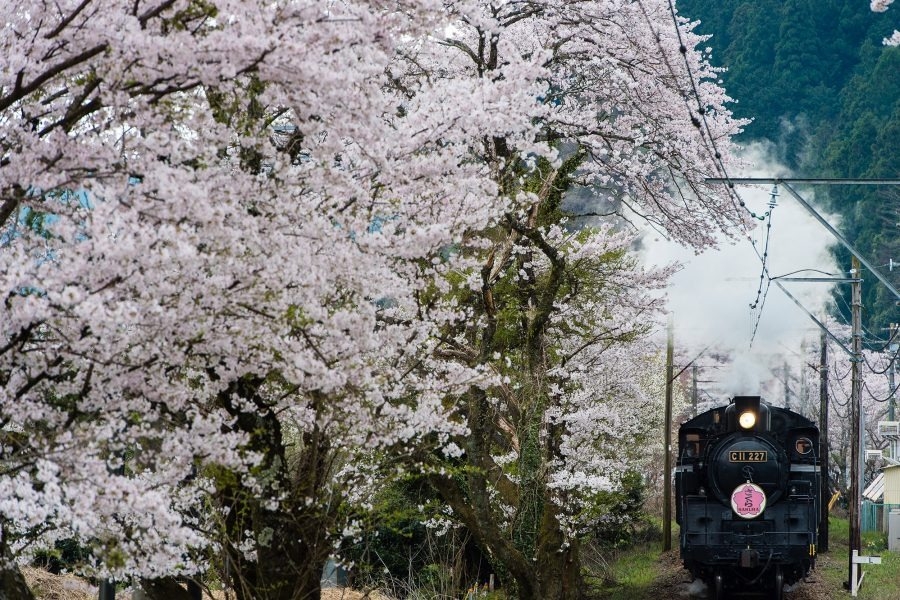 【静岡】家山的櫻花隧道