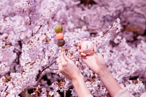 能代市役所賞櫻