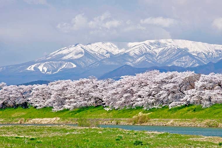 【宮城】白石川堤