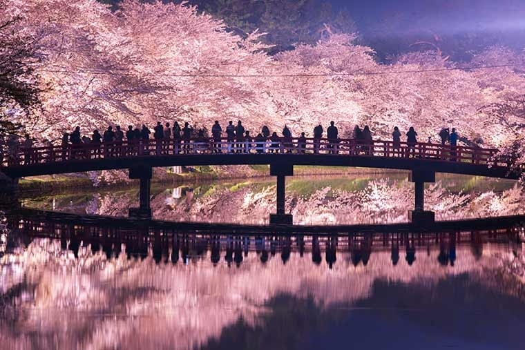 青森弘前公園是著名的賞櫻勝地