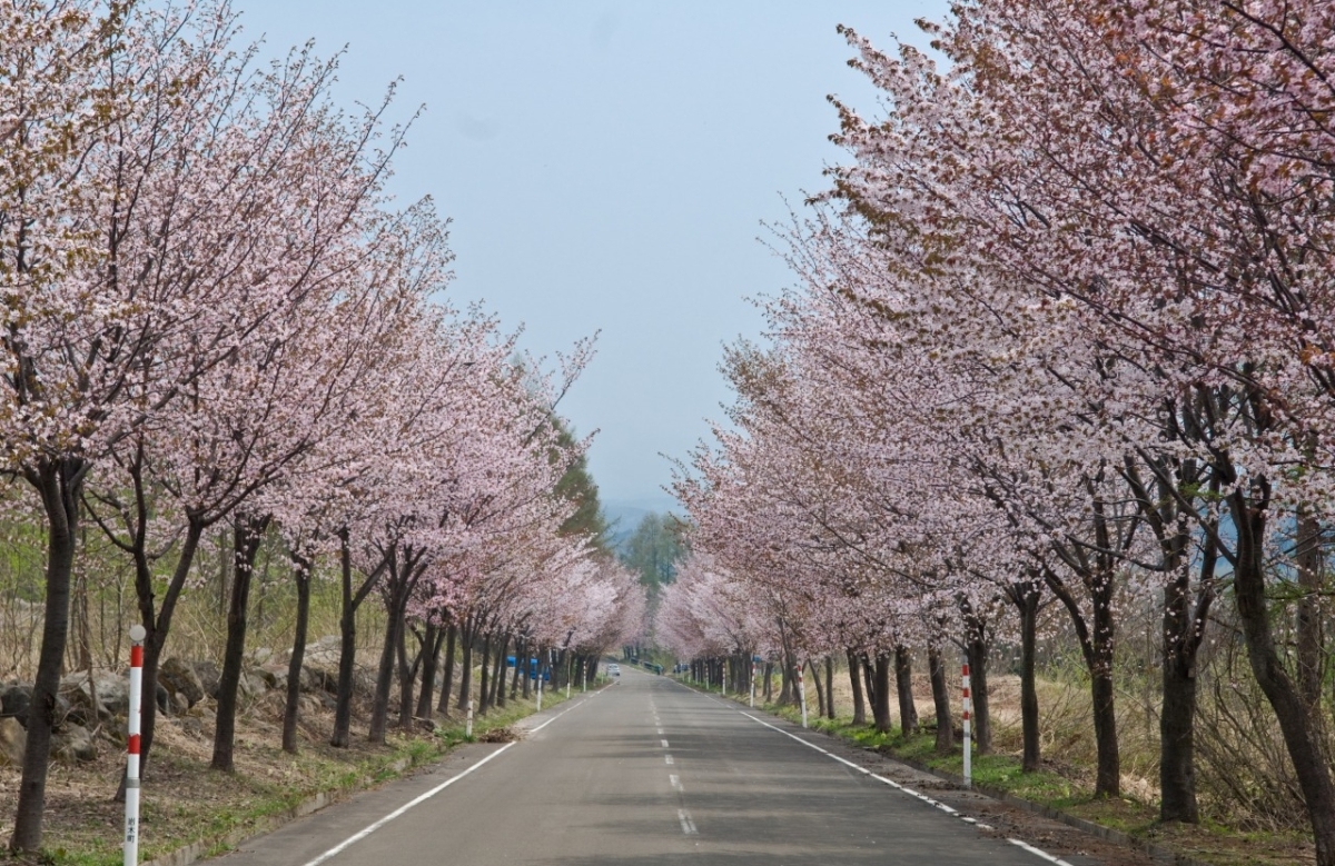 【青森】世界第一櫻花大道