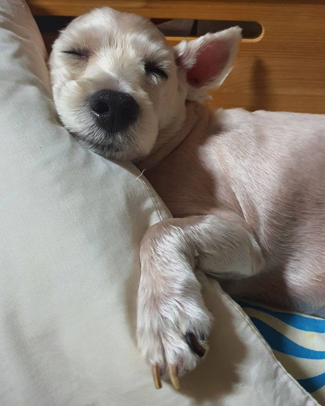 狗狗每天都過得很開心