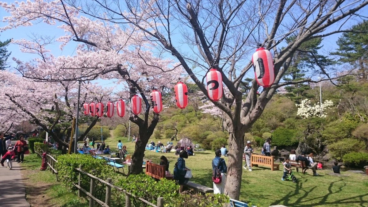 能代公園賞櫻
