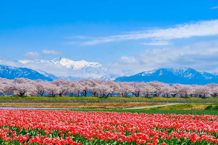 【富山】船川櫻花樹