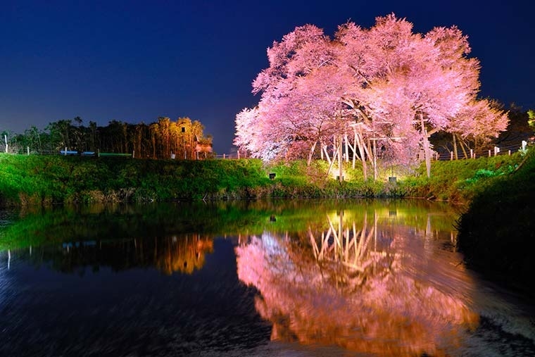 淺井唯一的櫻花樹（淺井一櫻）