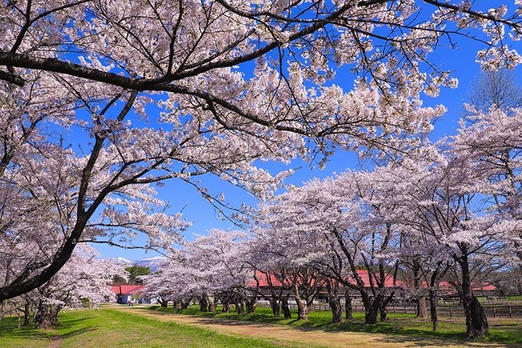 【岩手】小岩井農場