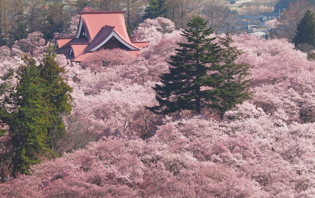 【長野】高遠城址公園