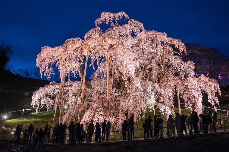 日本福島縣三春瀧櫻