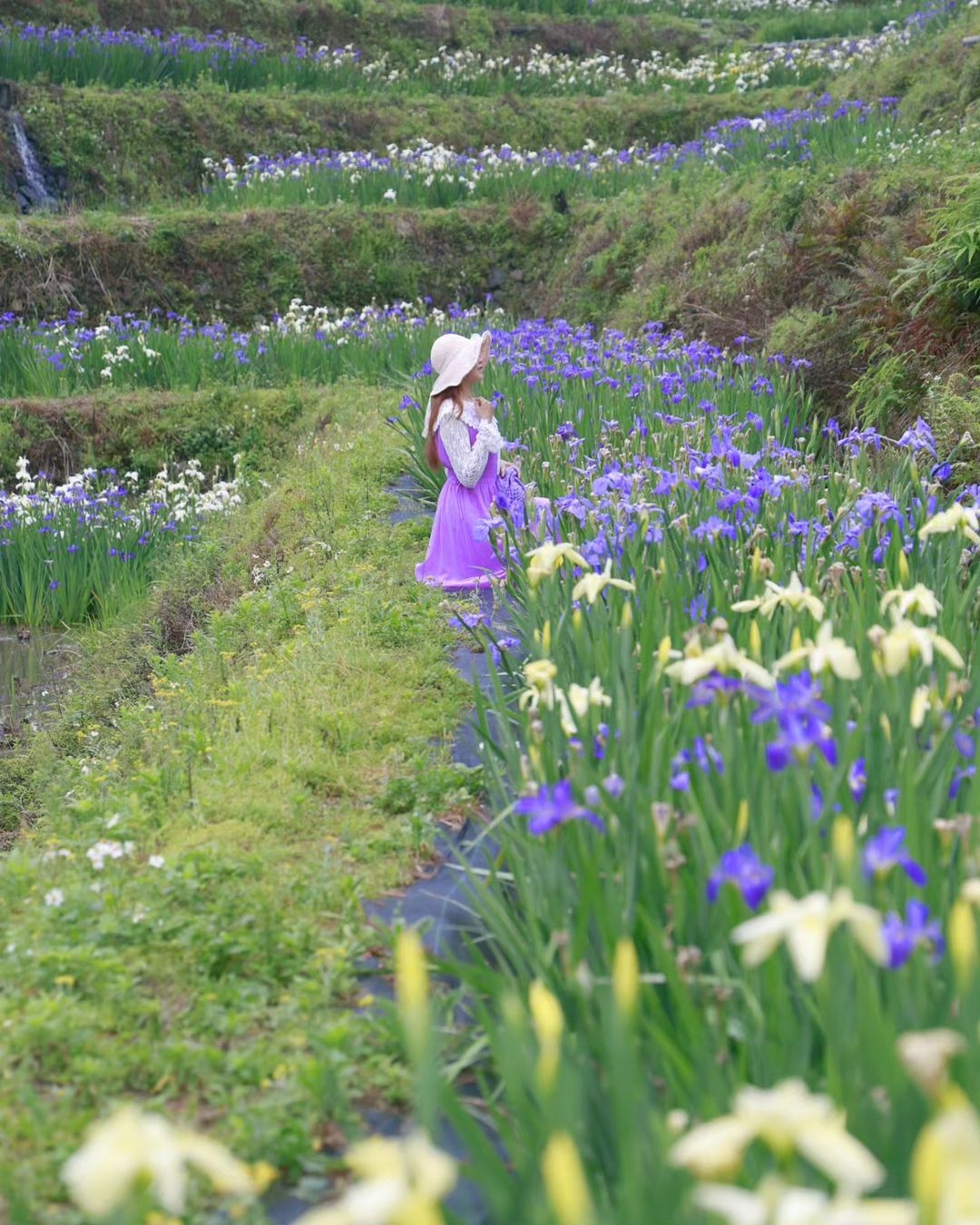 鳶尾花梯田花海彷彿在迎接春神到來。