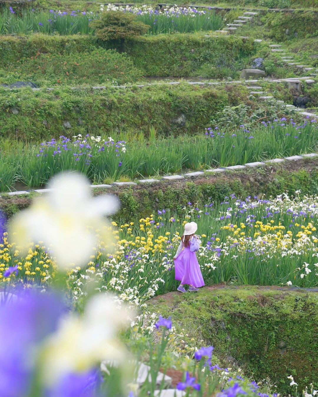 鳶尾花梯田花海彷彿在迎接春神到來。