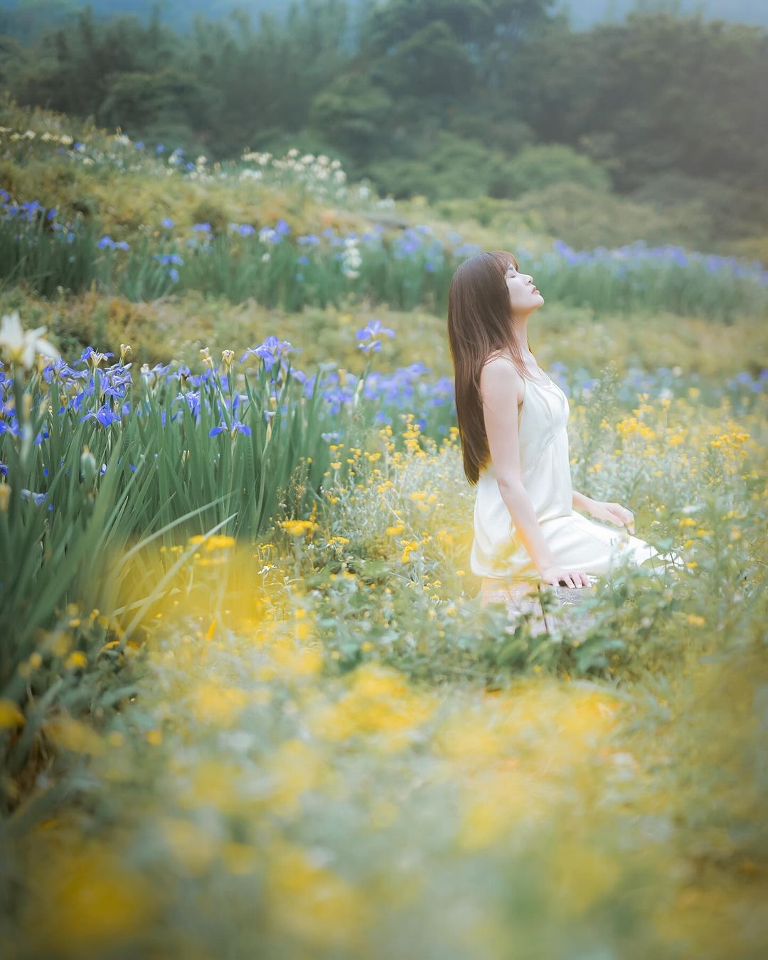 繽紛浪漫的鳶尾花梯田讓人流連忘返。