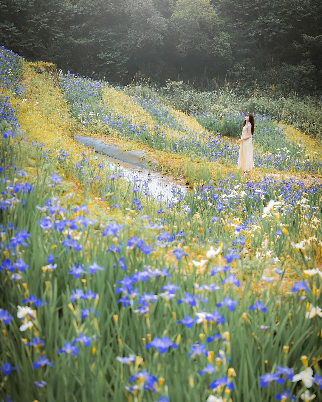 全台唯一鳶尾花梯田是今年春季的限定人氣夯點。