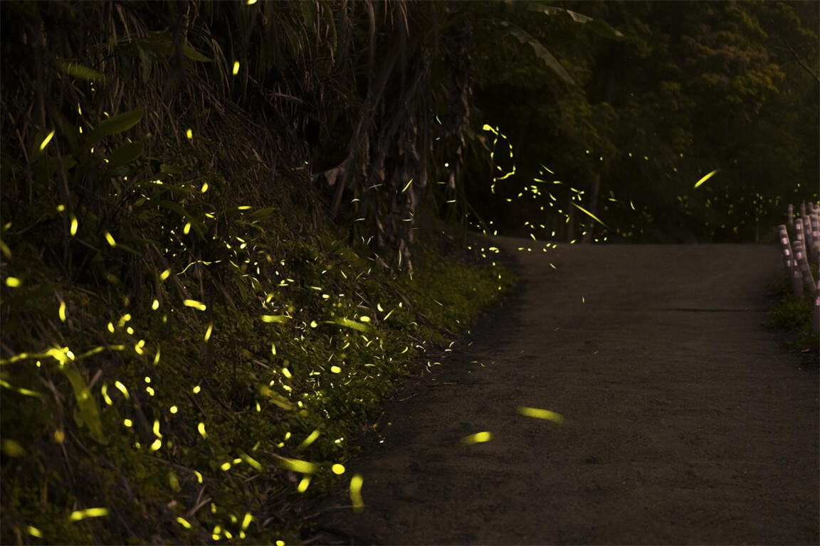 近年伍龍步道螢況。