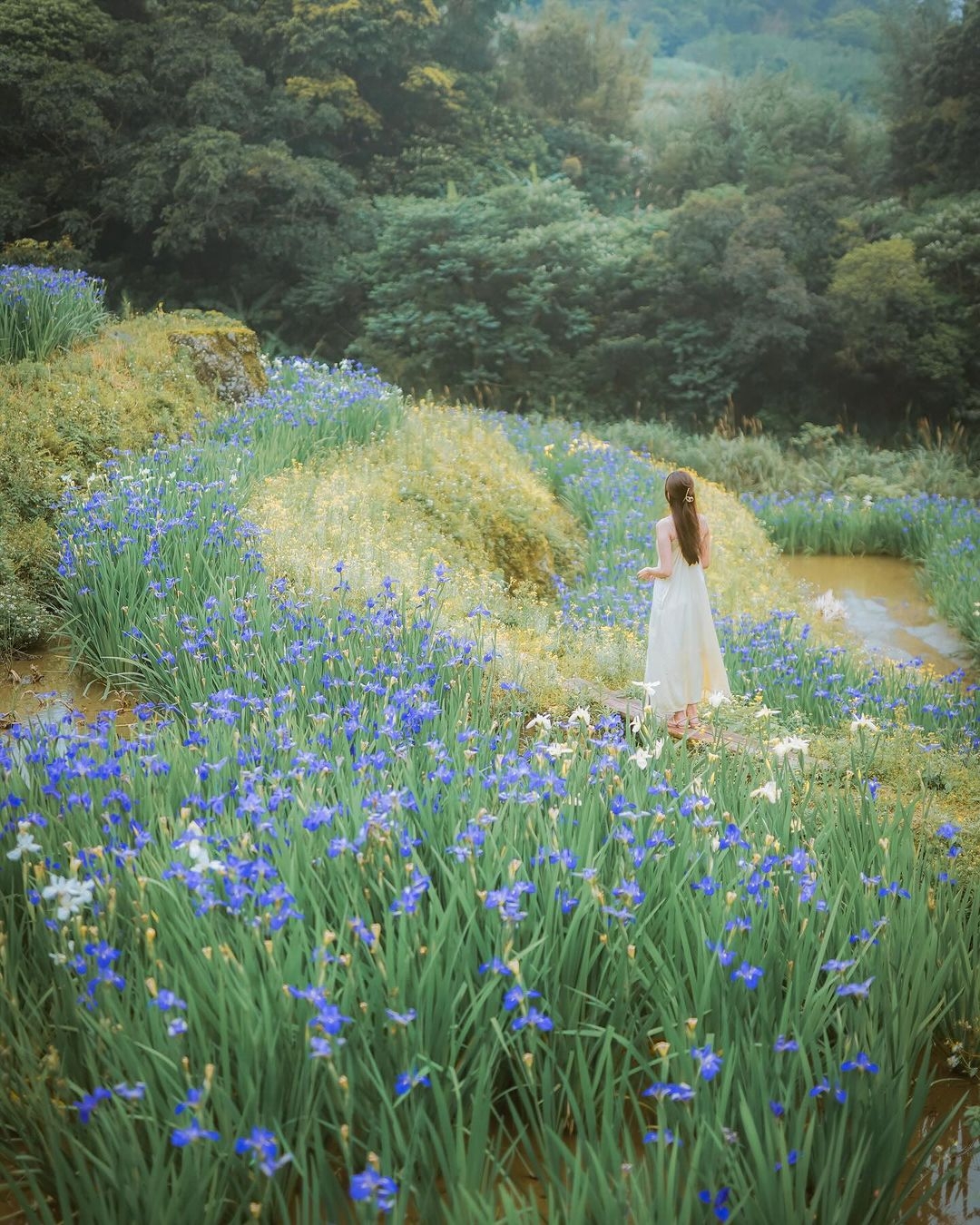 起霧時的嵩山梯田宛如仙境。