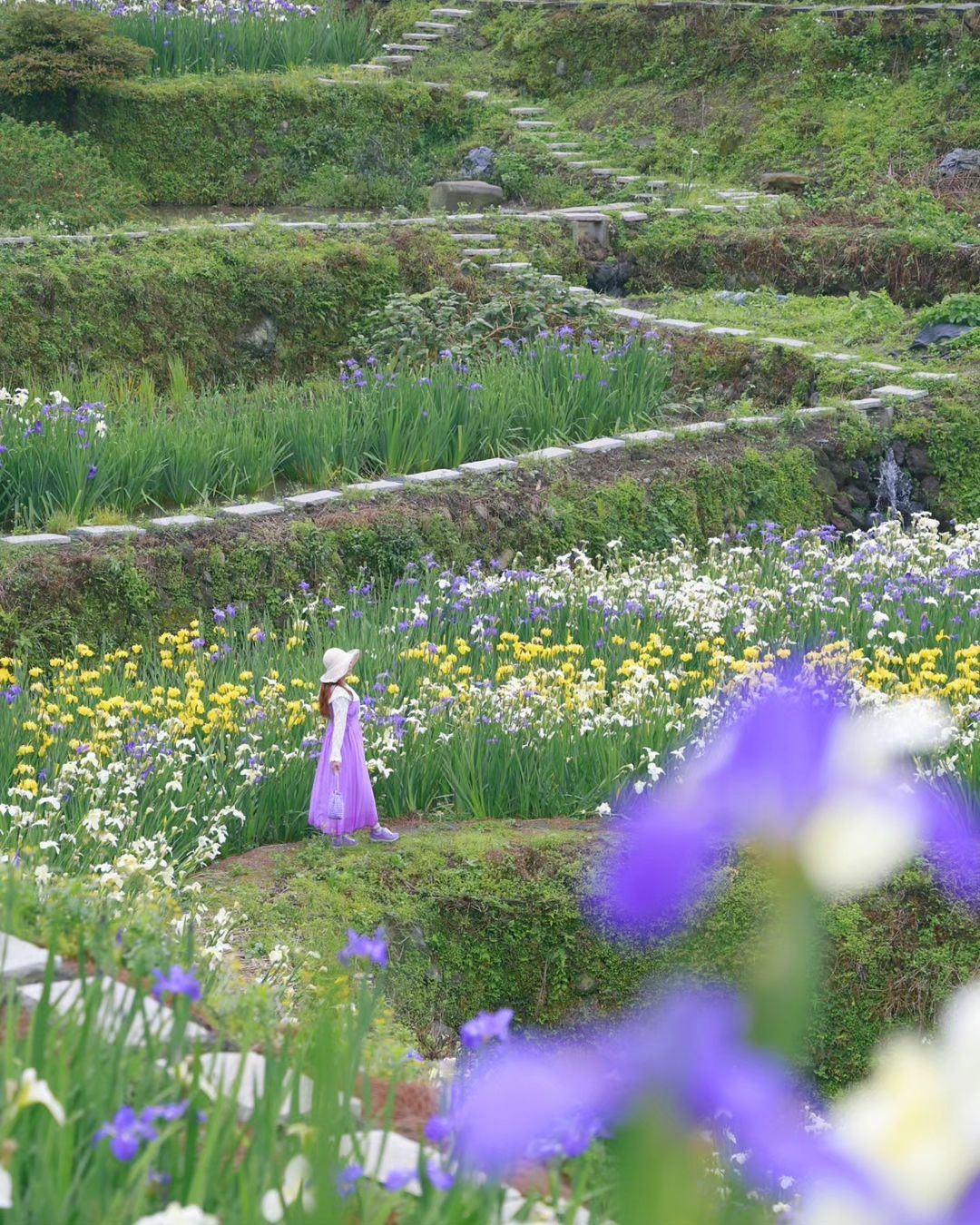 成千上萬鳶尾花爭相怒放。