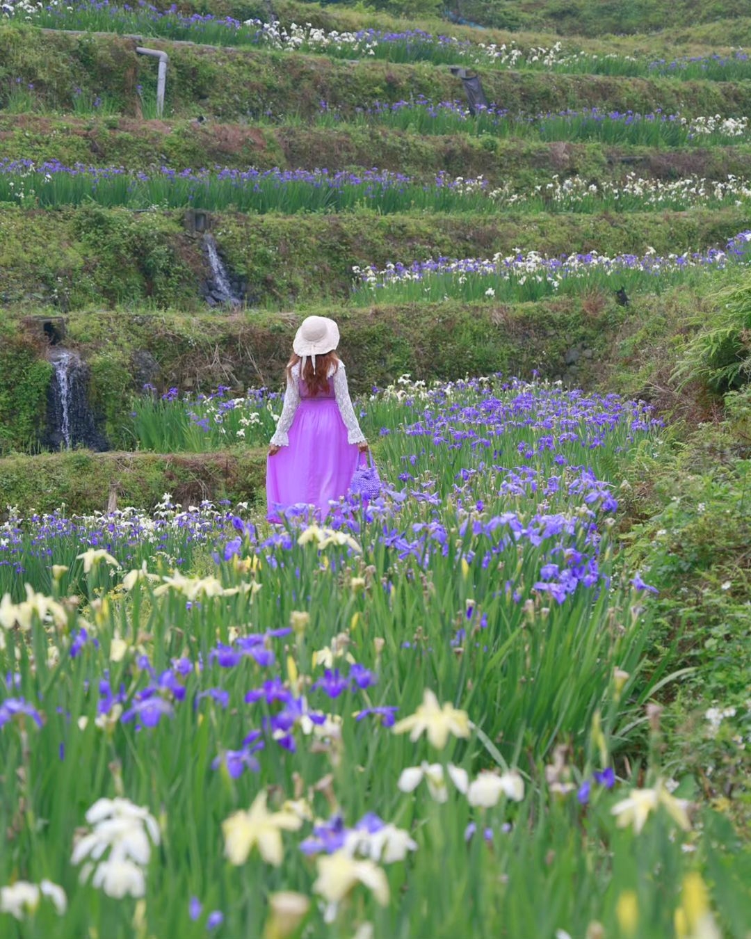 鳶尾梯田花海美得如詩如畫。