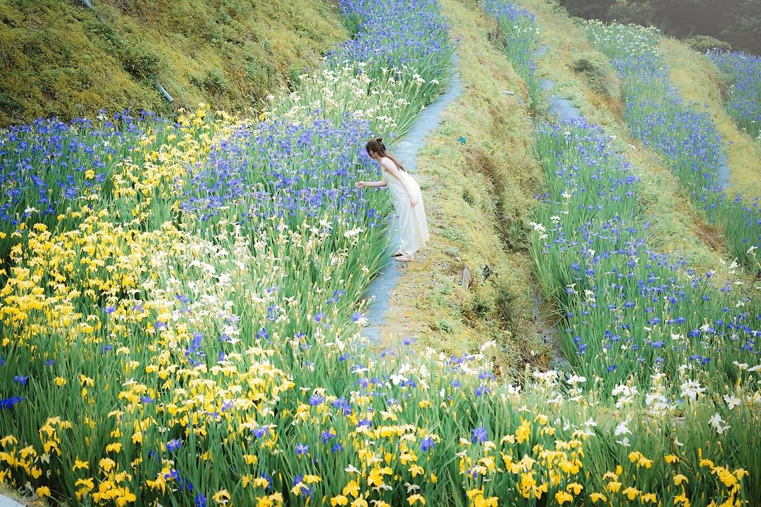 鳶尾花梯田風靡IG。