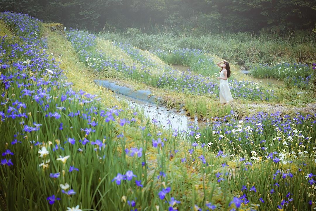 一大片艷麗壯觀的鳶尾花梯田,是今年春季限定美景。