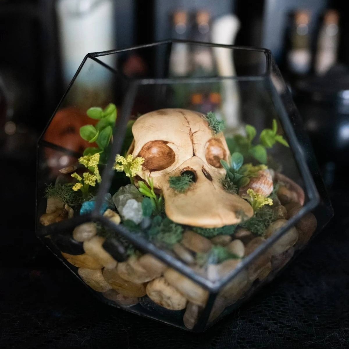 可達鴨頭骨標本