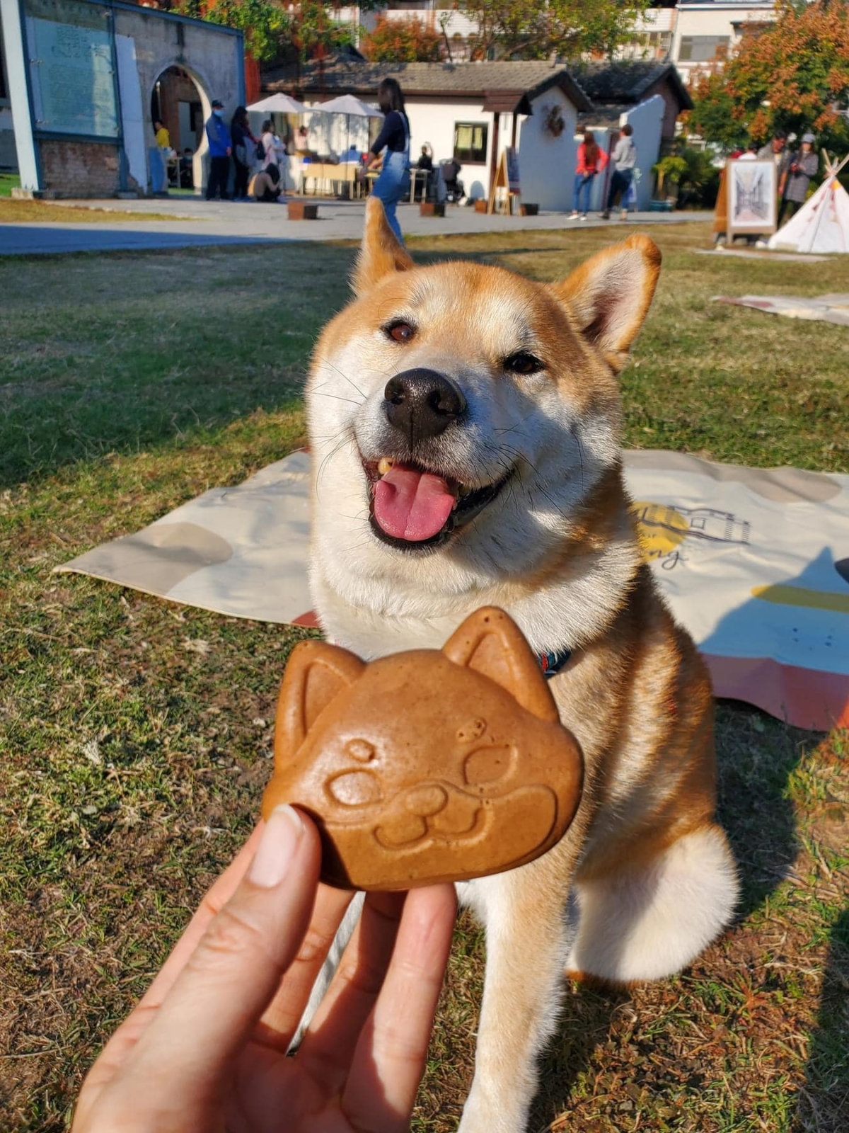 嚕柴柴就到「找柴食堂」,老闆從喜歡柴柴到柴奴再進化柴控。
