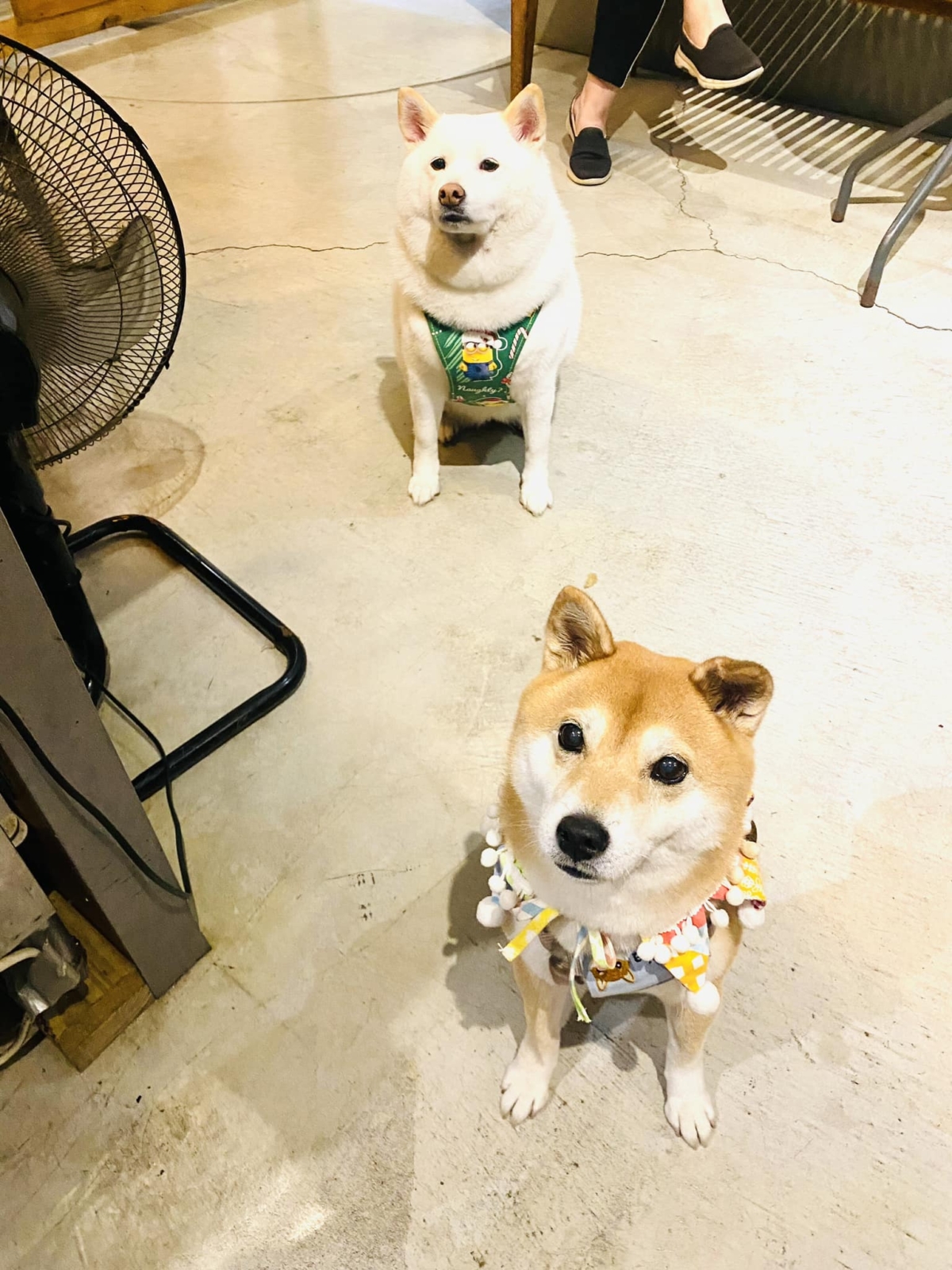 肥嫩白柴被稱為大學姐,相當可愛。