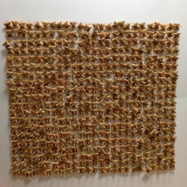 500個小熊餅乾壯觀達成