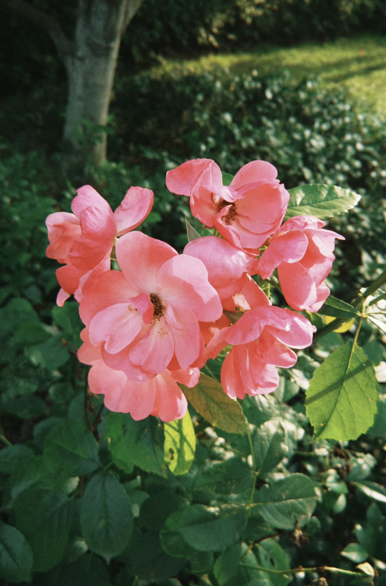 新出的「FQS R」