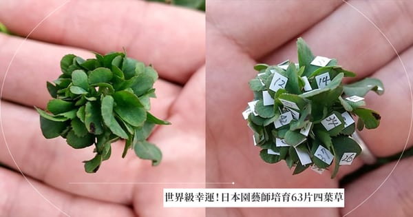 把四葉幸運草變成「繡球花」！日本園藝師成功培育63片葉幸運草，打破金氏世界紀錄「成為世界最幸福的人」～