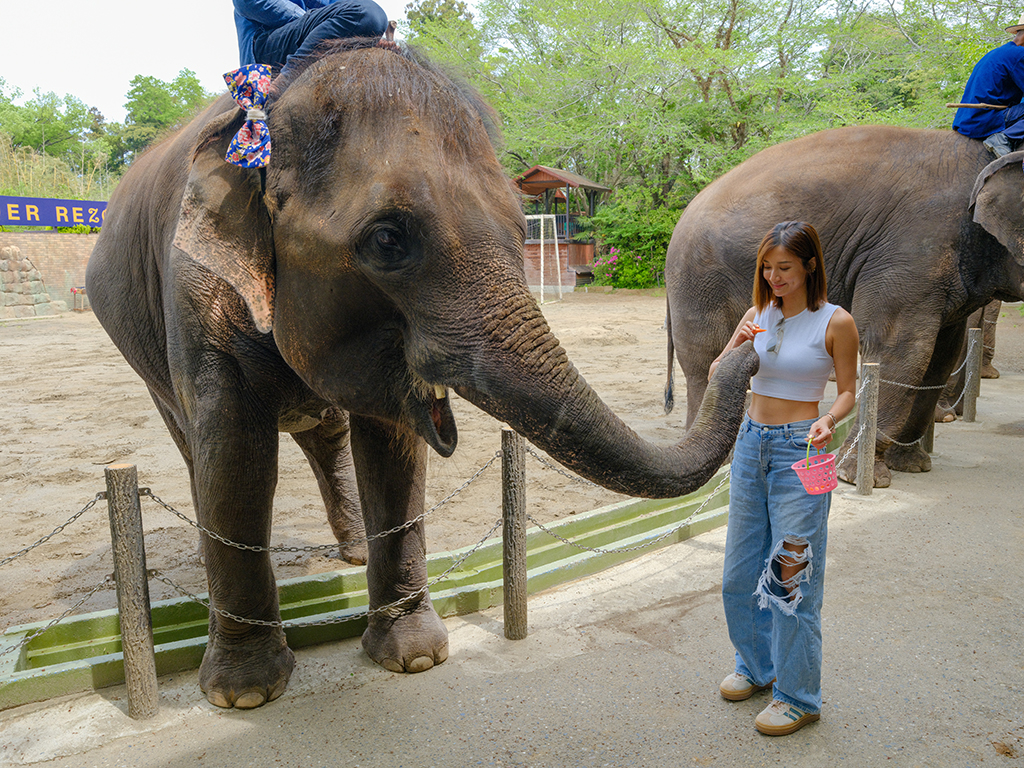 來到「市原象之國」可以與可愛的大象們一同互動。