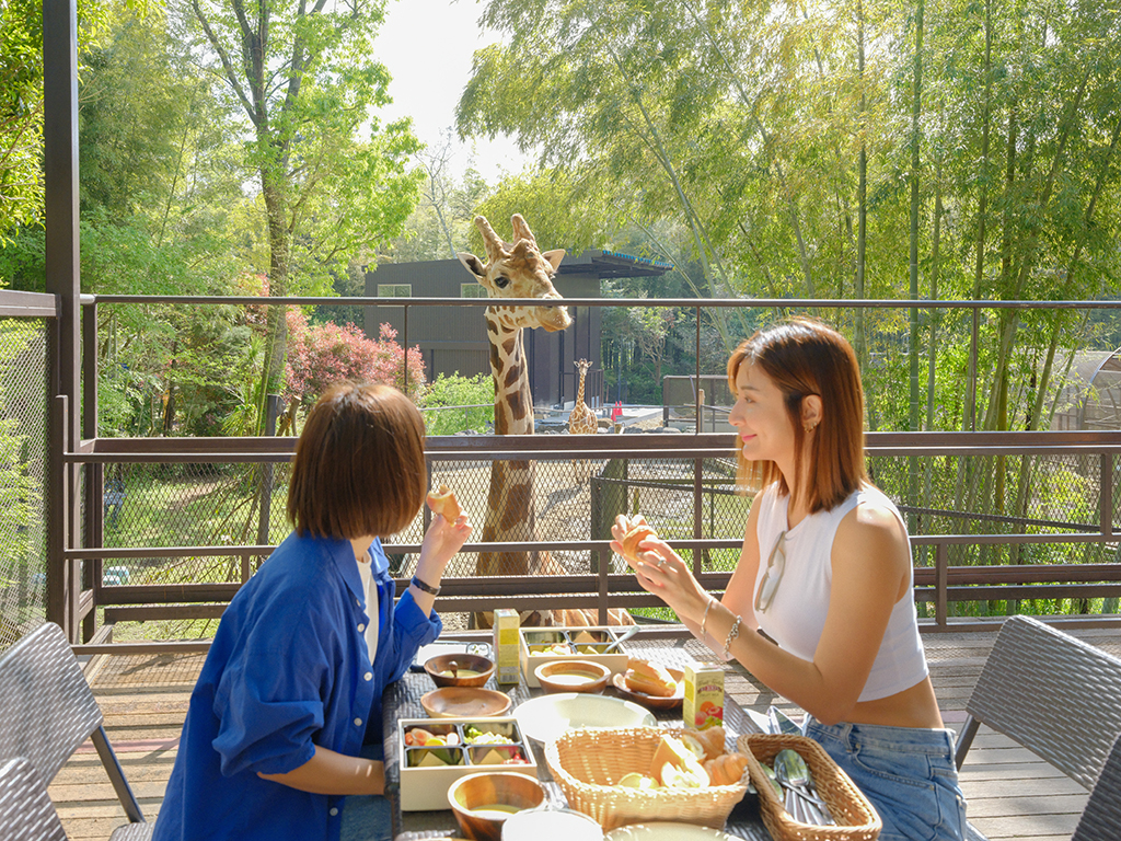 來到「Sayuri World」可以和長頸鹿共進早餐。