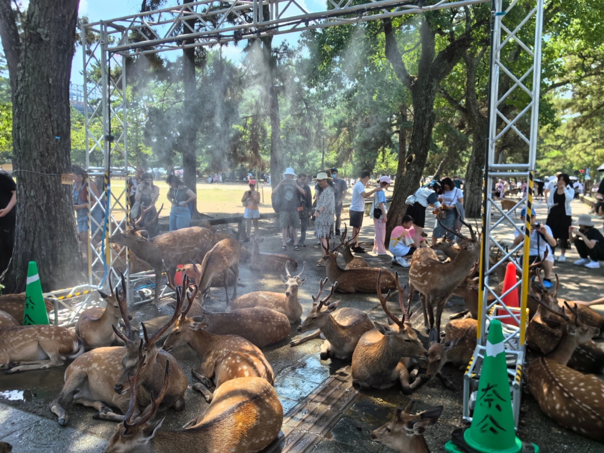奈良鹿群躲在灑水處消暑