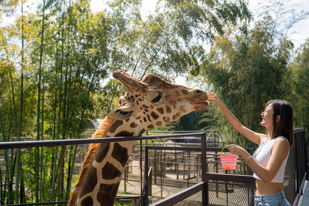 溫馴優雅的長頸鹿陪你共度夢幻晨間時光。