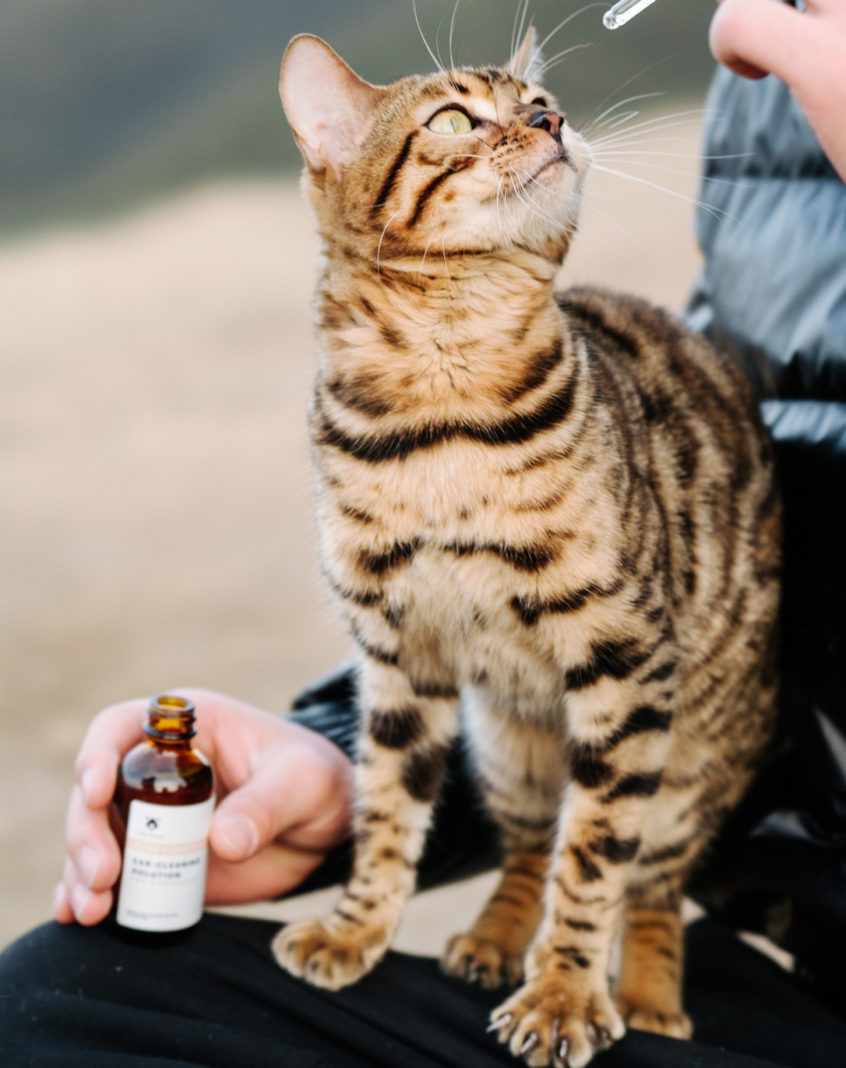 Amo Petric 金縷梅潔耳滴管