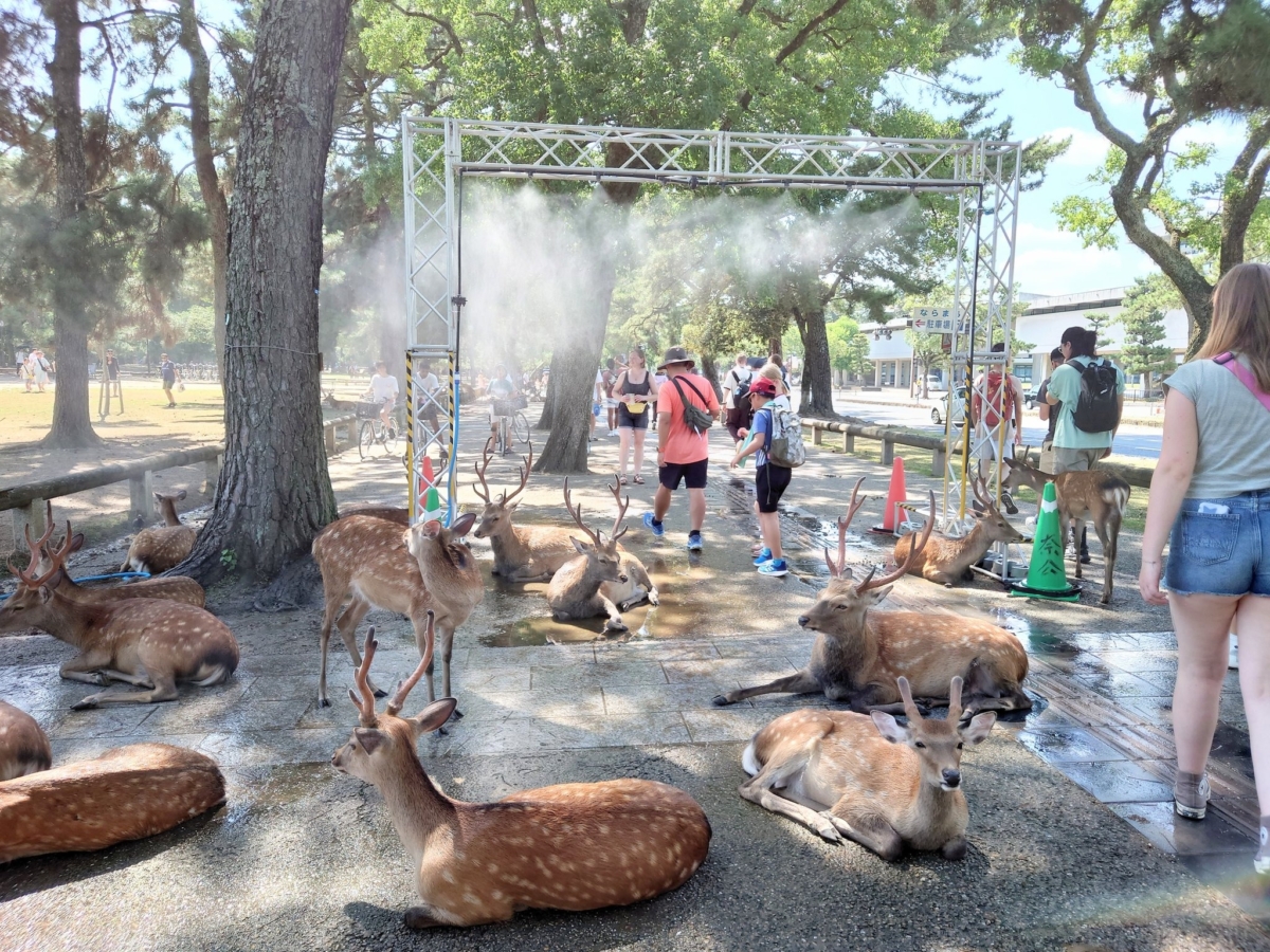 原本為了人類消暑用的灑水器，結果全被鹿給使用