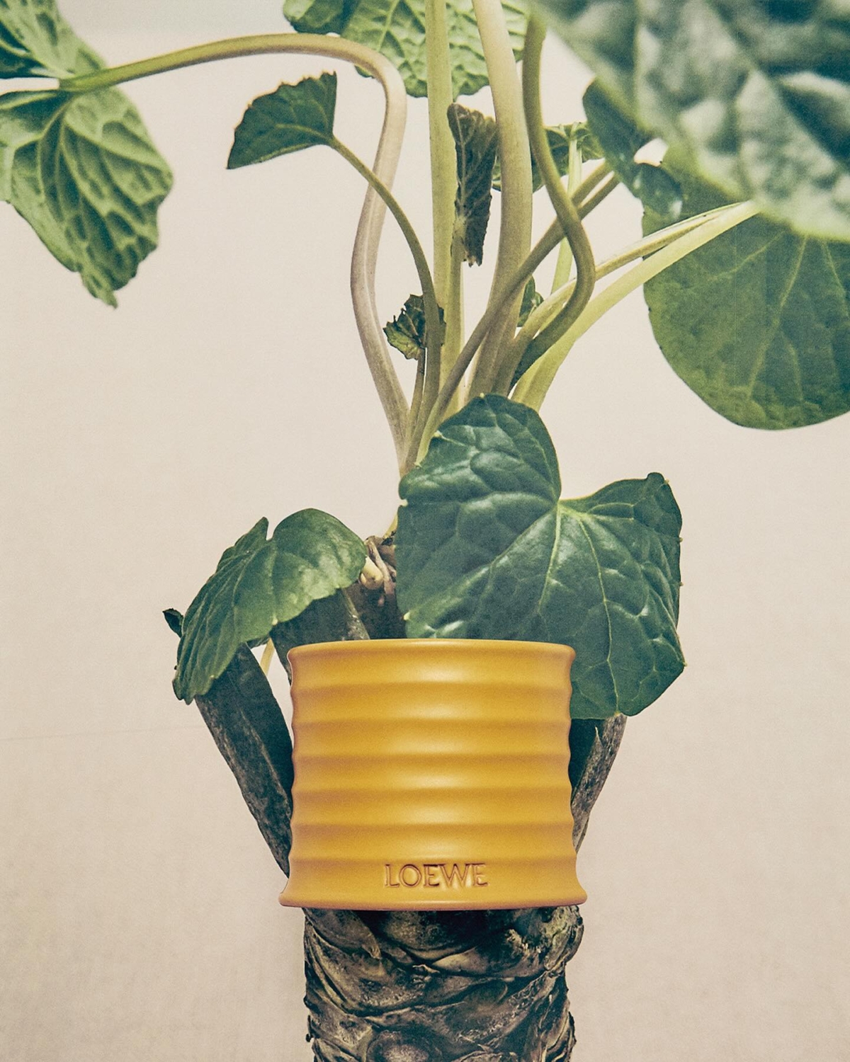 LOEWE山葵香氛蠟燭 170g NT$3,300 / 610g NT$8,400 / 2100g NT$18,700