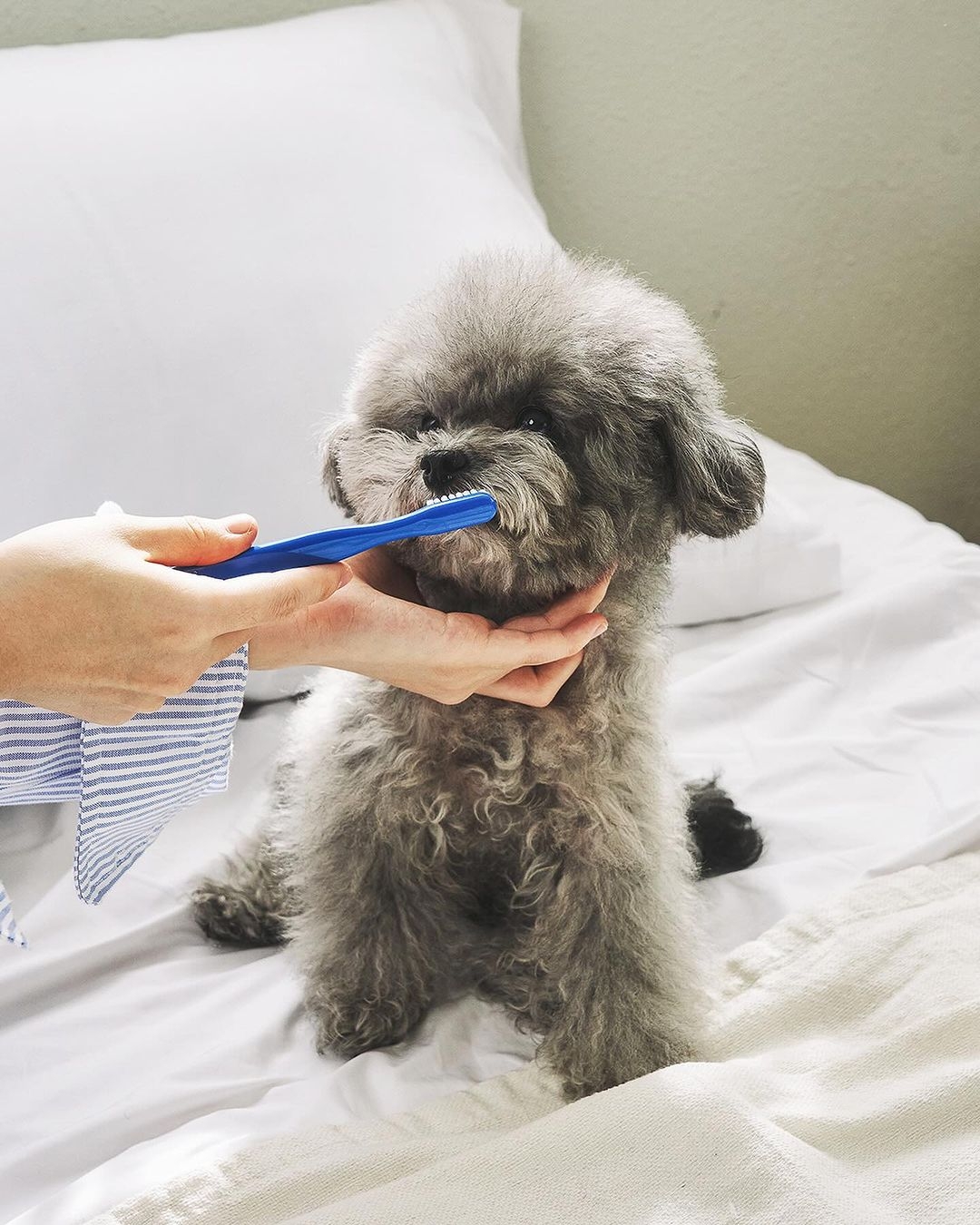 SALTRAIN 寵物牙膏(70g)牙刷組 - 韓國烤肉風味(貓貓狗狗皆適用🐾)$390