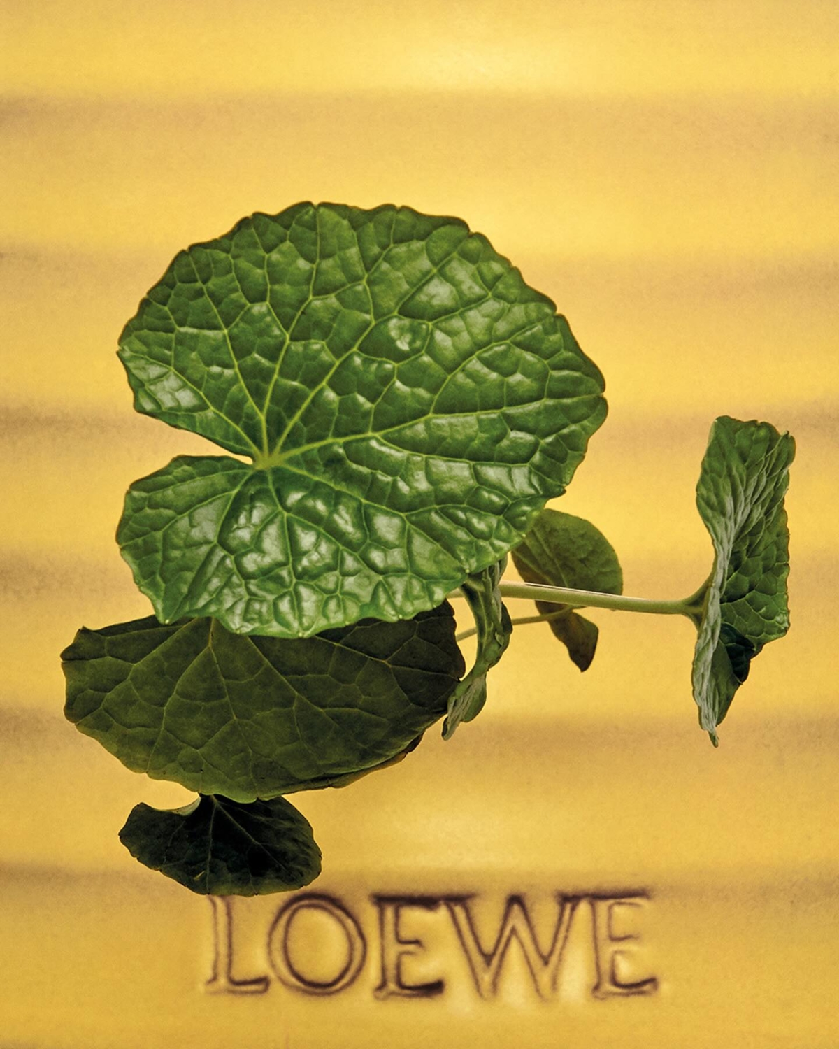 LOEWE山葵香氛蠟燭 170g NT$3,300 / 610g NT$8,400 / 2100g NT$18,700