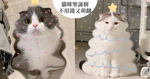 把貓咪畫成聖誕樹！日本網友流行起「貓咪聖誕樹」，免費擁有的超萌毛小孩聖誕樹！