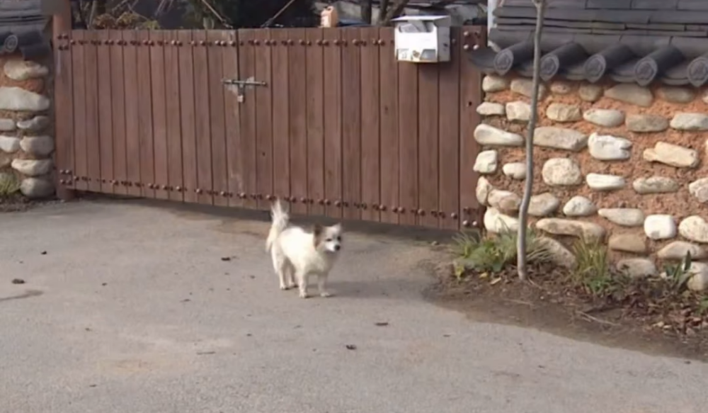 在濟州航空空難失去9位家人的「遺屬」狗狗布丁