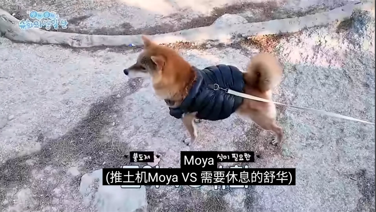 (G)I-DLE舒華愛犬Moya