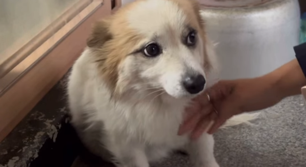 布丁已經接受了檢查，目前過得非常健康