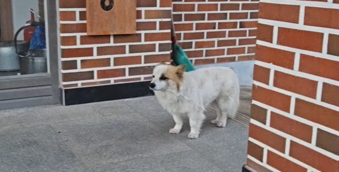 布丁一直等待著家人回來