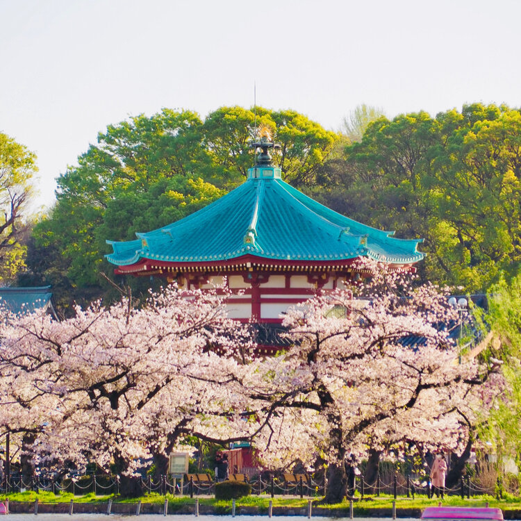 上野公園賞櫻攻略