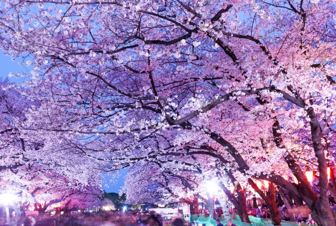 上野公園的櫻花在夜晚點燈時超級壯觀