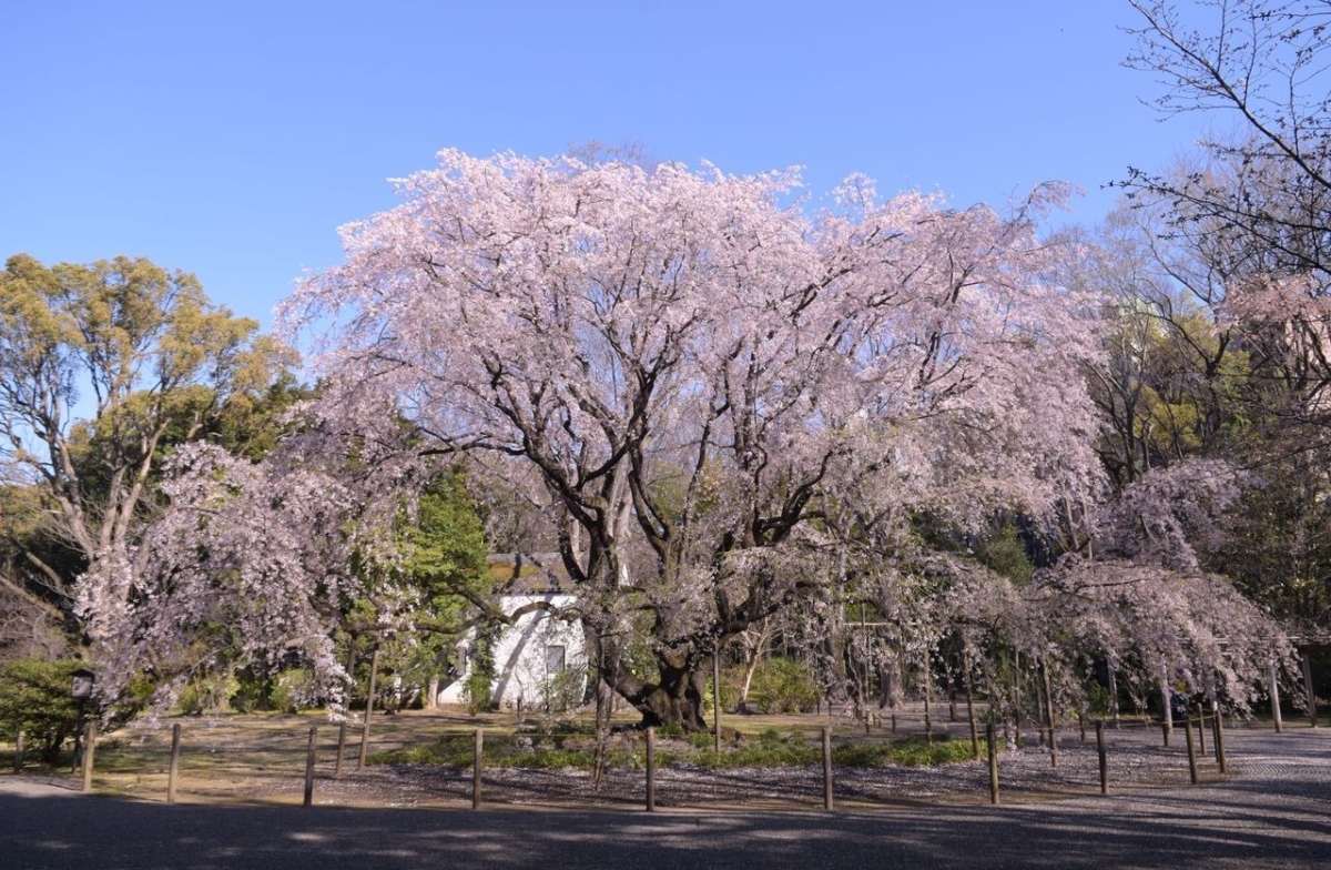 六義園賞櫻