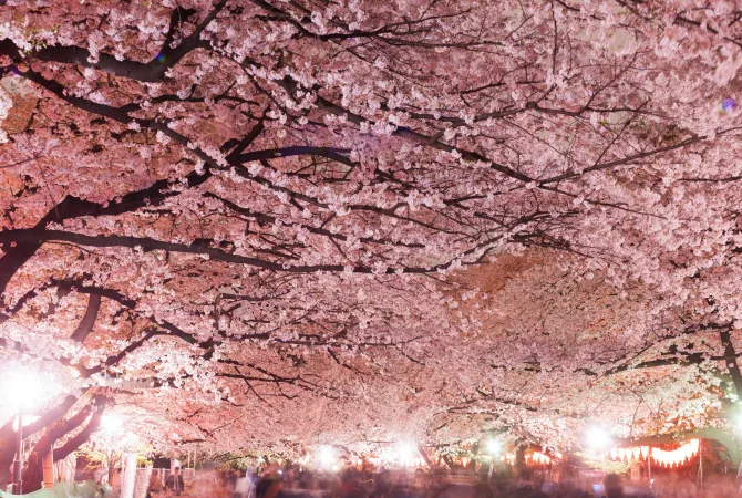 上野公園的夜櫻