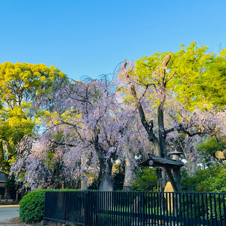 上野公園櫻花可追朔到江戶時代