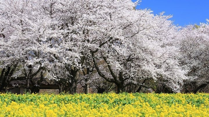 國立昭和紀念公園賞櫻