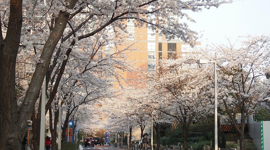 東京六本木「櫻坂通」
